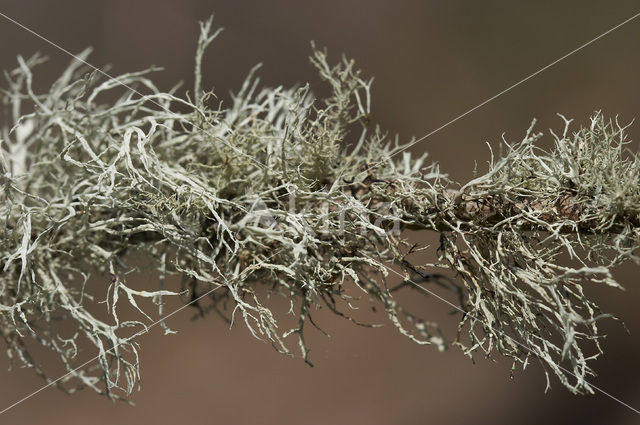 mealy ramalina (Ramalina farinacea)