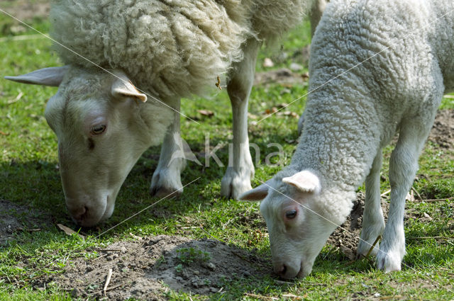 Sheep (Ovis domesticus)