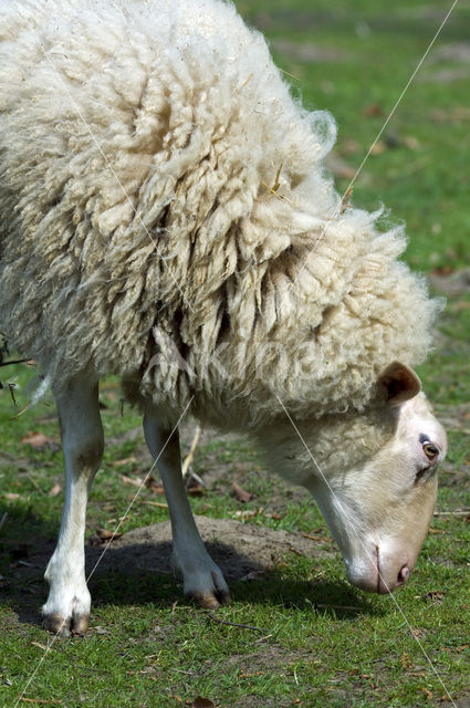 Sheep (Ovis domesticus)