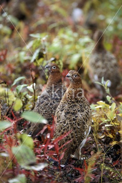 Moerassneeuwhoen (Lagopus lagopus)