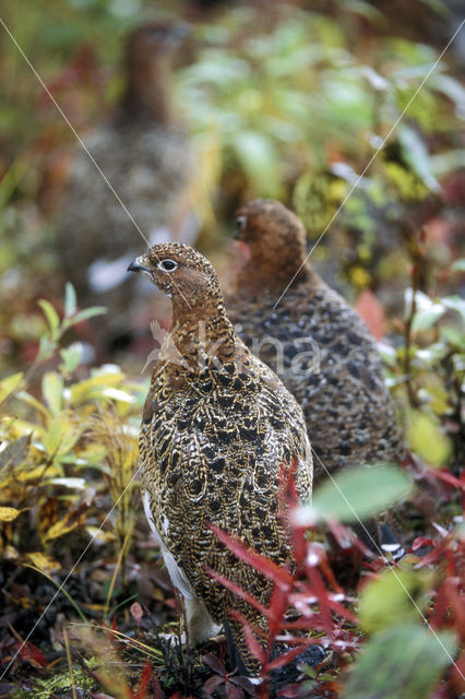 Moerassneeuwhoen (Lagopus lagopus)