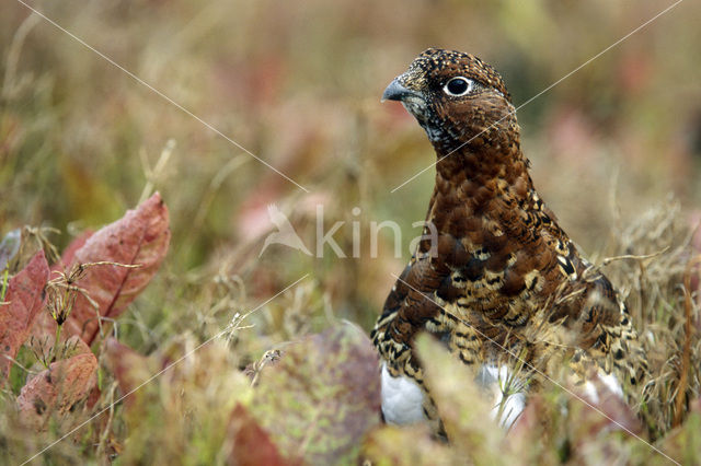 Moerassneeuwhoen (Lagopus lagopus)