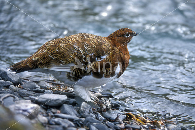 Moerassneeuwhoen (Lagopus lagopus)