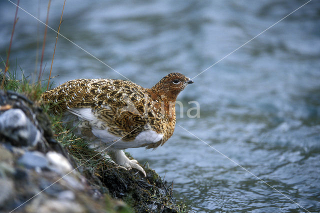 Moerassneeuwhoen (Lagopus lagopus)