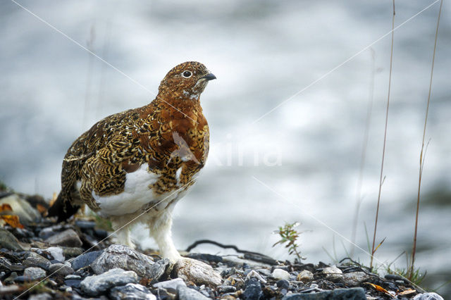 Moerassneeuwhoen (Lagopus lagopus)