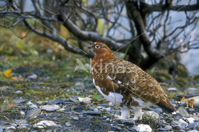 Willow Ptarmigan (Lagopus lagopus)