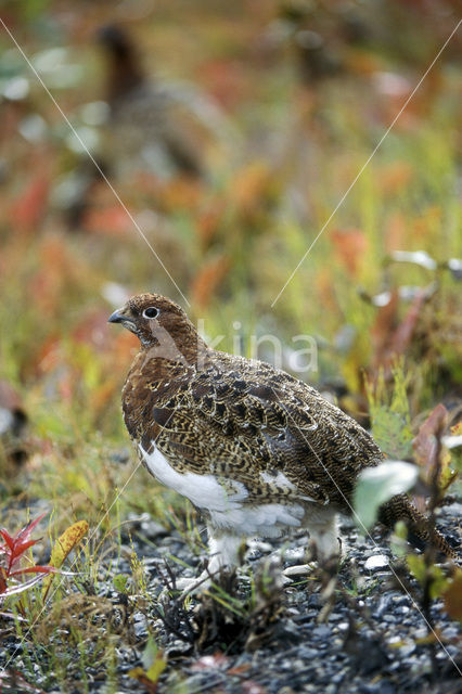 Moerassneeuwhoen (Lagopus lagopus)