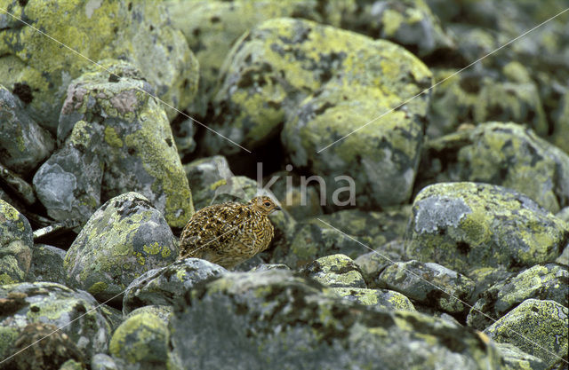 Moerassneeuwhoen (Lagopus lagopus)