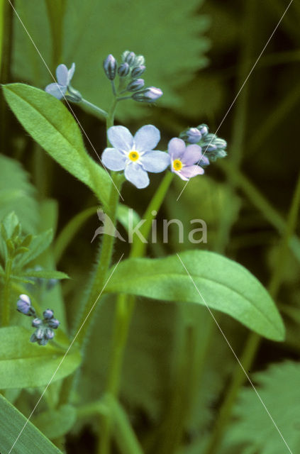 Moerasvergeet-mij-nietje (Myosotis scorpioides)