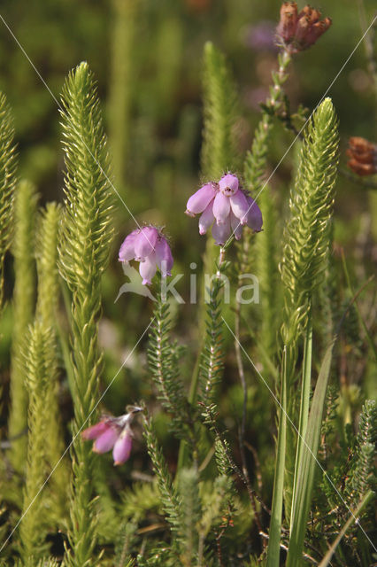 Moeraswolfsklauw (Lycopodiella inundata)