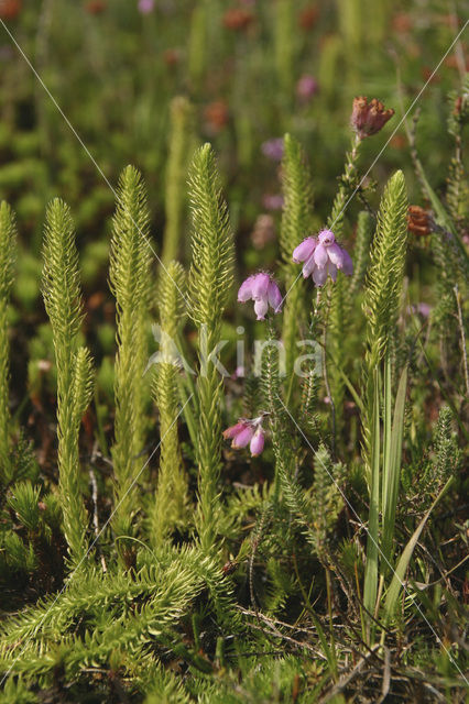 Moeraswolfsklauw (Lycopodiella inundata)