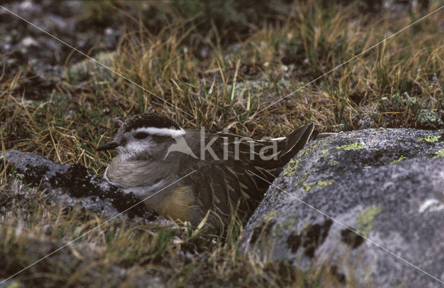 Morinelplevier (Eudromias morinellus)