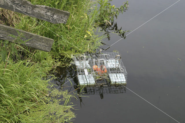 Muskrat (Ondatra zibethicus)