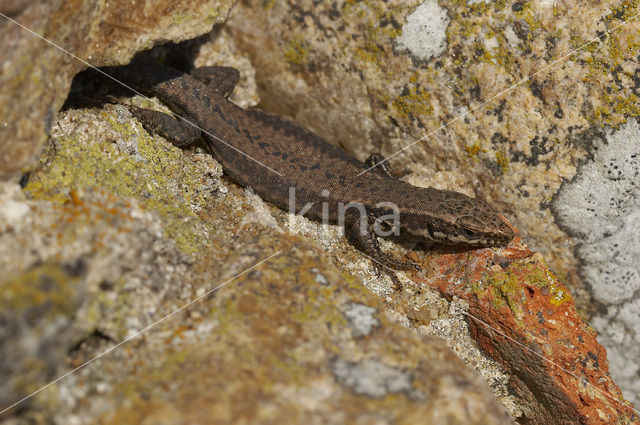 Muurhagedis (Podarcis muralis)