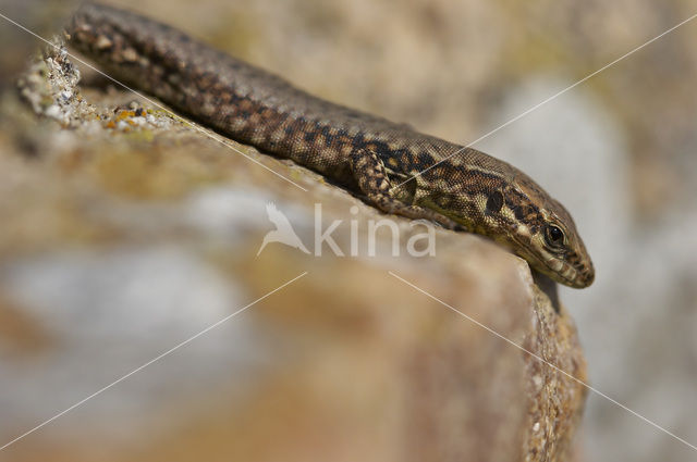 Wall Lizard (Podarcis muralis)