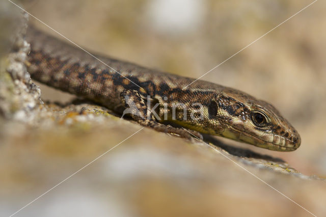 Wall Lizard (Podarcis muralis)