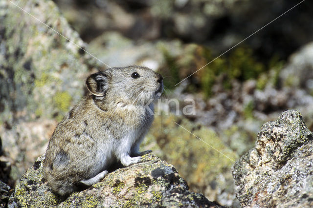 American pika (Ochotona princeps)