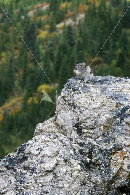 American pika (Ochotona princeps)