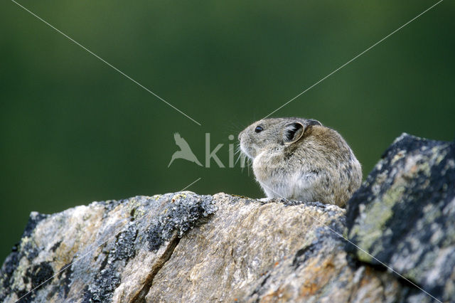 American pika (Ochotona princeps)