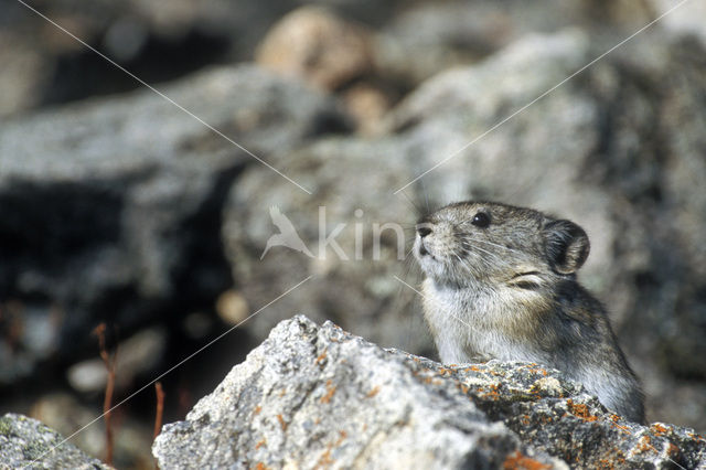 American pika (Ochotona princeps)