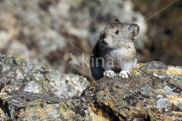 American pika (Ochotona princeps)