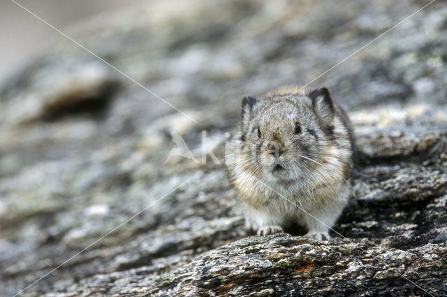 American pika (Ochotona princeps)