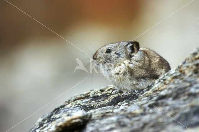 American pika (Ochotona princeps)