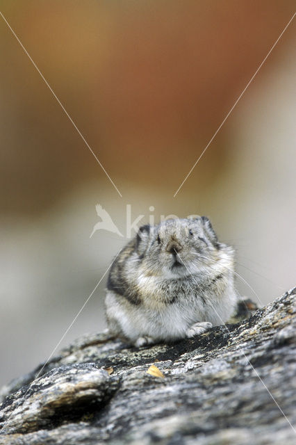 American pika (Ochotona princeps)