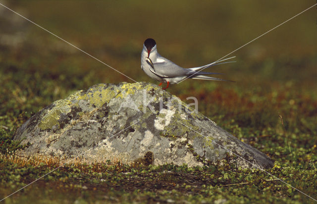 Noordse Stern (Sterna paradisaea)