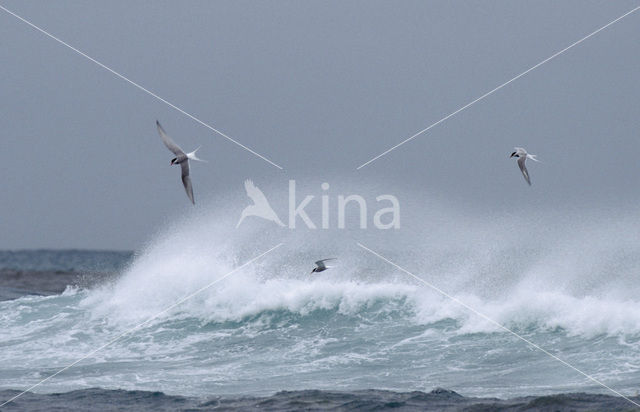 Arctic Tern (Sterna paradisaea)