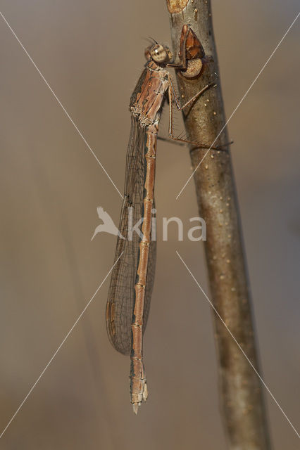 Siberian winter Damselfly (Sympecma paedisca)