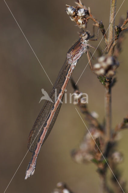 Siberian winter Damselfly (Sympecma paedisca)