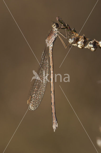 Noordse winterjuffer (Sympecma paedisca)