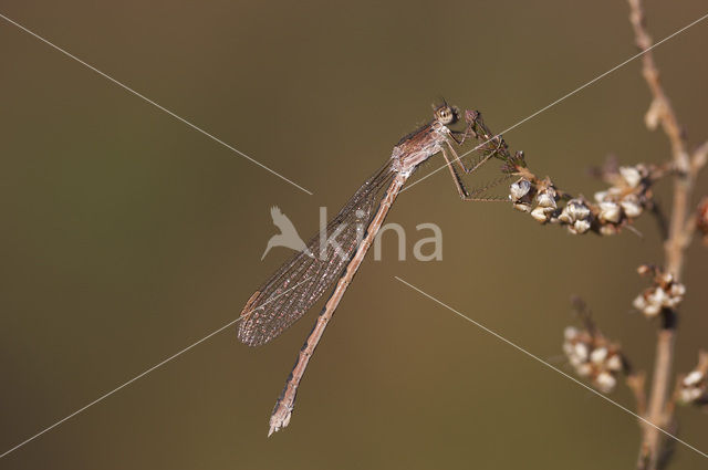 Siberian winter Damselfly (Sympecma paedisca)