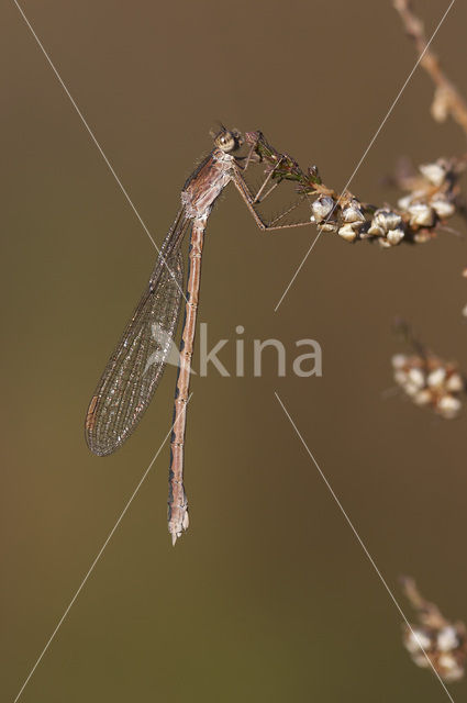 Siberian winter Damselfly (Sympecma paedisca)