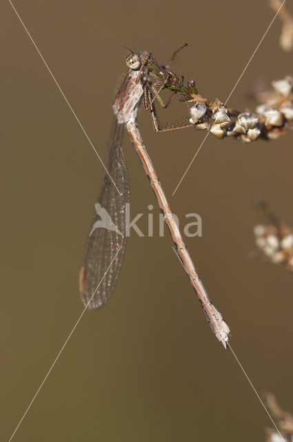 Siberian winter Damselfly (Sympecma paedisca)