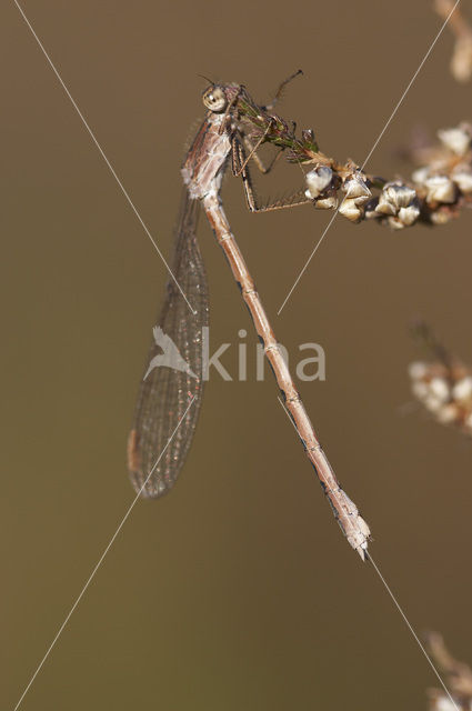 Noordse winterjuffer (Sympecma paedisca)