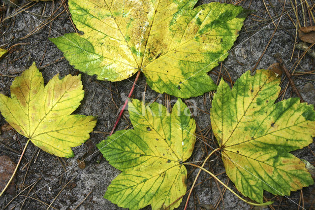 Noorse esdoorn (Acer platanoides)