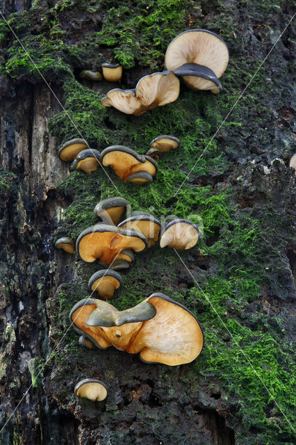 Oesterzwam (Pleurotus spec)