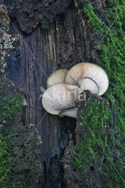 Oyster Mushroom (Pleurotus spec)
