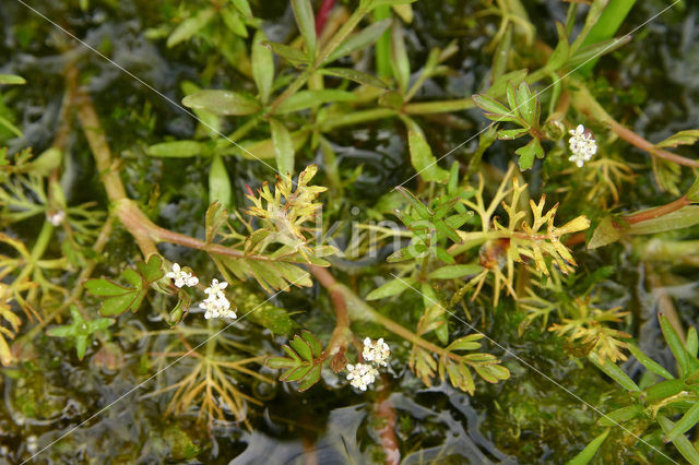 Lesser Marshwort (Apium inundatum)