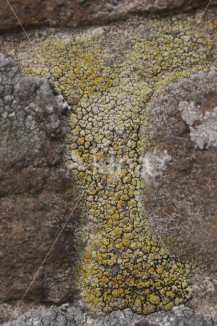 Lecanora pannonica