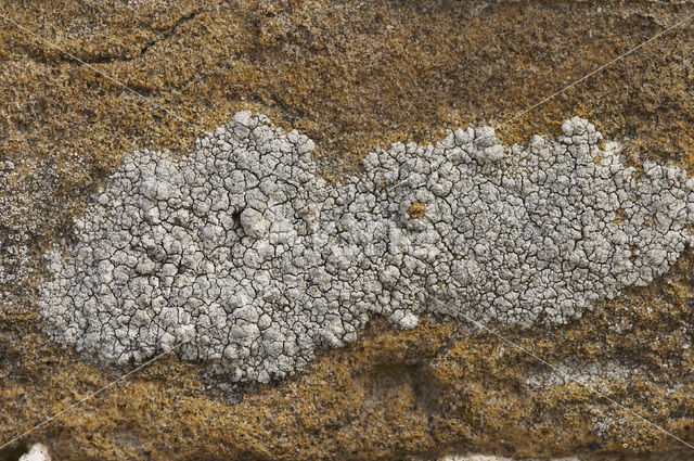 Lecanora pannonica