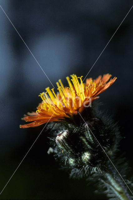 Oranje havikskruid (Hieracium aurantiacum)