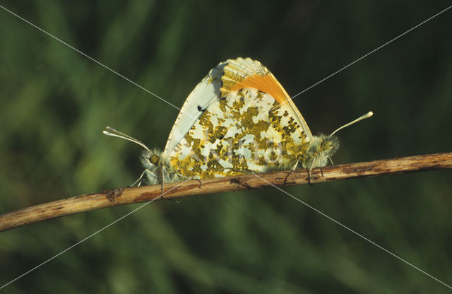 Orange-tip (Anthocharis cardamines)