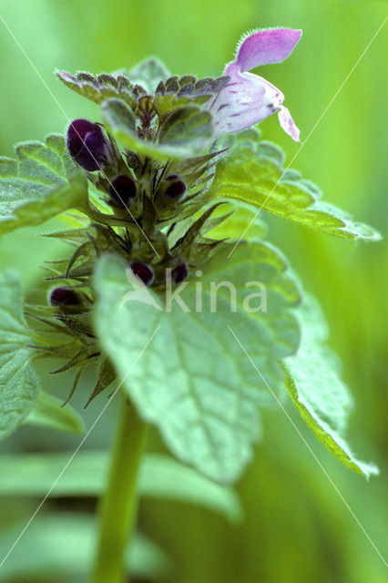 purple Dead-nettle (Lamium purpureum)