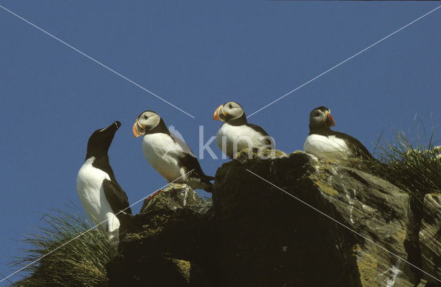 Atlantic Puffin (Fratercula arctica)