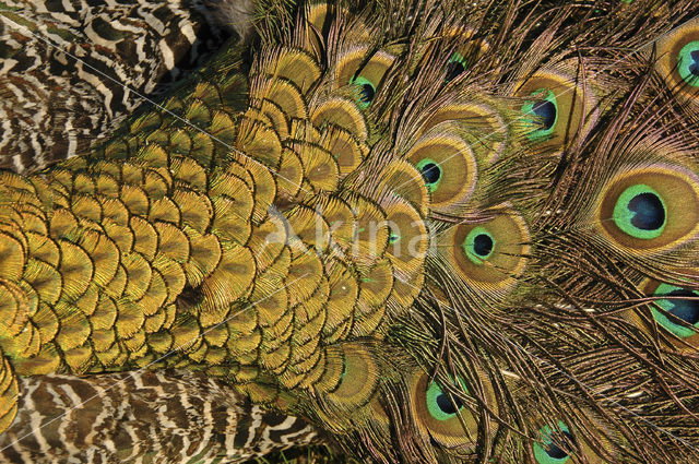 Pauw (Pavo cristatus)