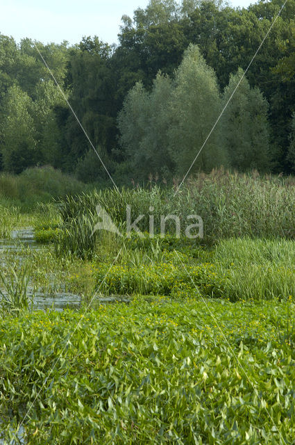 Arrowhead (Sagittaria sagittifolia)