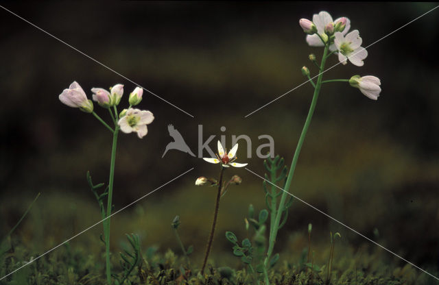 Pinksterbloem (Cardamine pratensis)